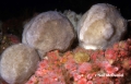 Porifera (sponges)