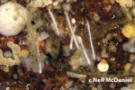 Asbestopluma (Asbestopluma) occidentalis