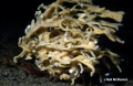 Porifera (sponges)