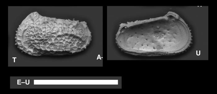 Abyssocythere scotti Yasuhara et l., 2015 Abyssocythere scotti Yasuhara et l., 2015