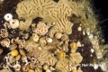 Porifera (sponges)