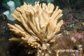 Porifera (sponges)