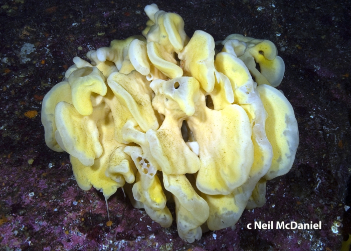 Aphrocallistes vastus Aphrocallistes vastus
