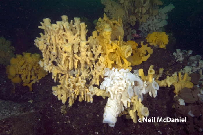 Aphrocallistes vastus Aphrocallistes vastus