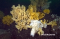 Porifera (sponges)