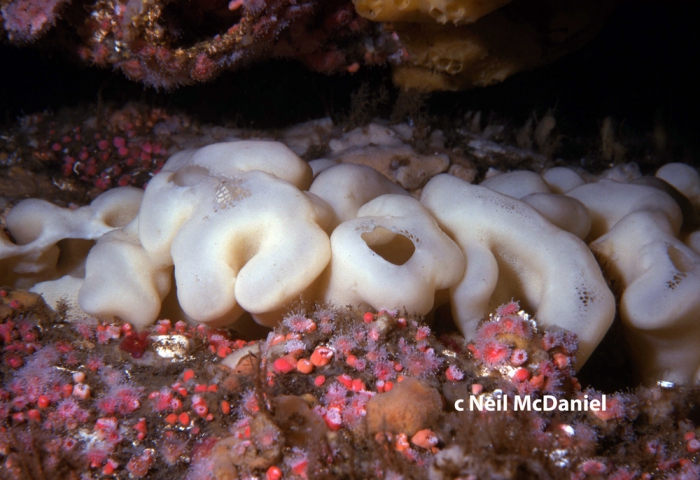 Aphrocallistes vastus Aphrocallistes vastus