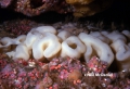 Porifera (sponges)