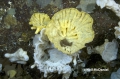 Porifera (sponges)