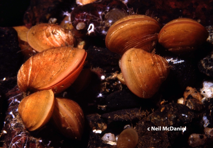Laqueus vancouveriensis Laqueus vancouveriensis