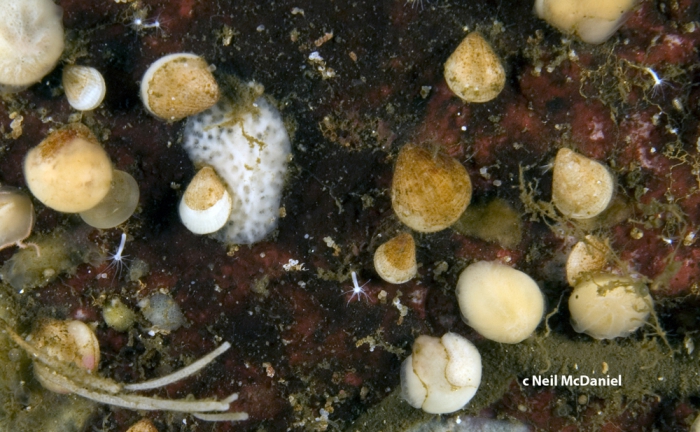 Terebratulina unguicula Terebratulina unguicula