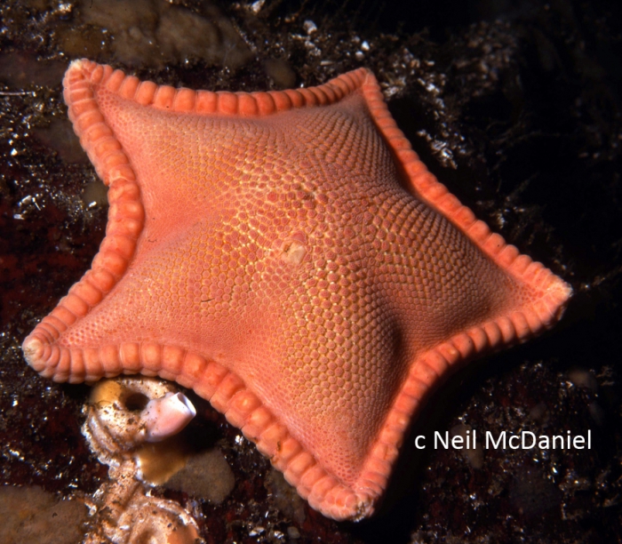 Ceramaster patagonicus Ceramaster patagonicus