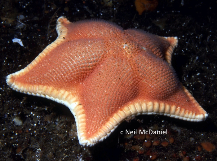 Ceramaster patagonicus Ceramaster patagonicus