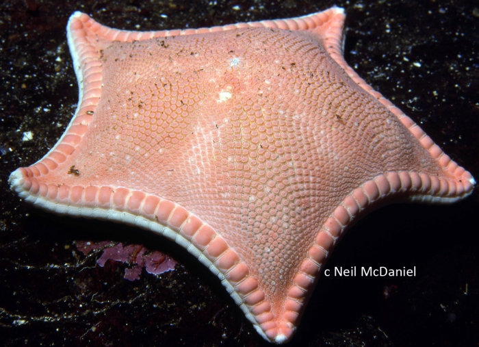 Ceramaster patagonicus Ceramaster patagonicus