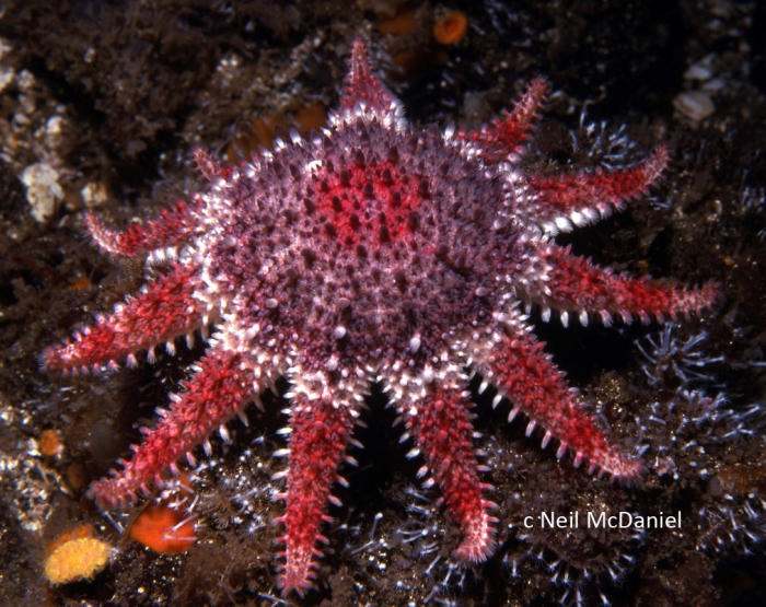 Crossaster papposus Crossaster papposus
