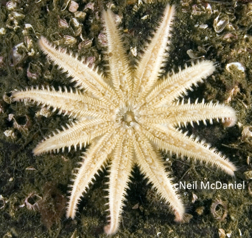 Crossaster papposus