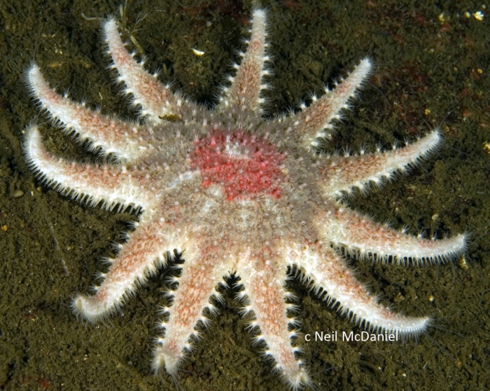 Crossaster papposus