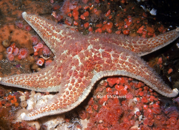 Dermasterias imbricata Dermasterias imbricata