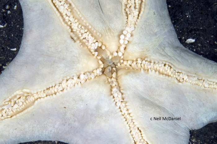 Dermasterias imbricata Dermasterias imbricata