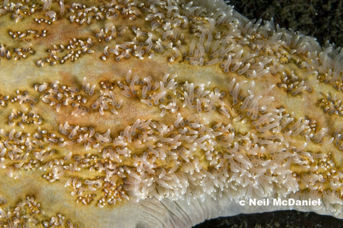 Dermasterias imbricata Dermasterias imbricata