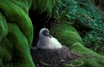 Light-mantled Sooty Albatross  #1E0869