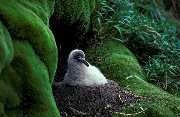 Light-mantled Sooty Albatross  #1E0869