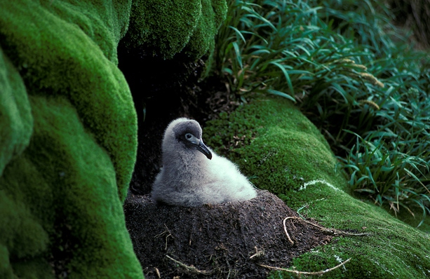 Light-mantled Sooty Albatross #1E0869 Light-mantled Sooty Albatross #1E0869