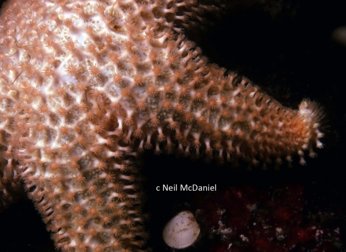 Lophaster furcilliger vexator Lophaster furcilliger vexator