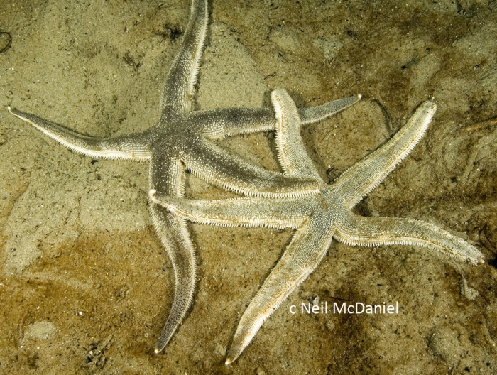 Luidia foliolata Luidia foliolata