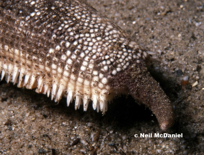 Luidia foliolata Luidia foliolata