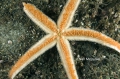 Echinodermata (echinoderms)