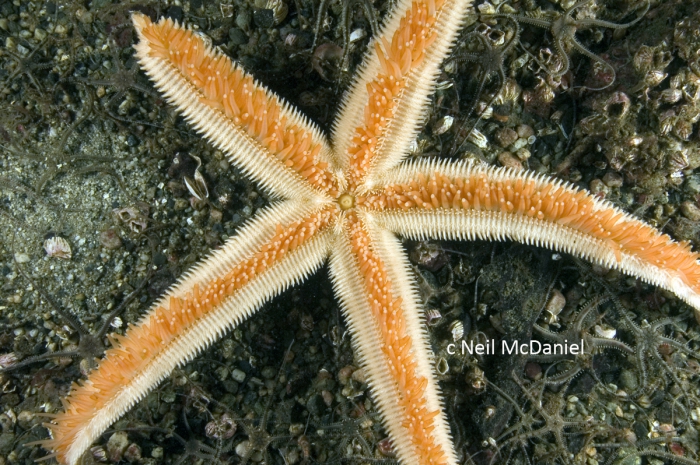Luidia foliolata Luidia foliolata