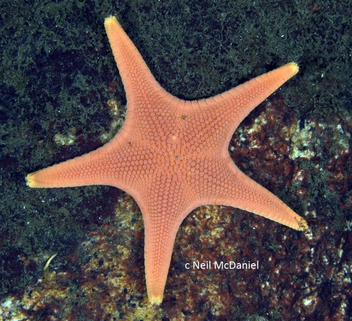 Mediaster aequalis Mediaster aequalis