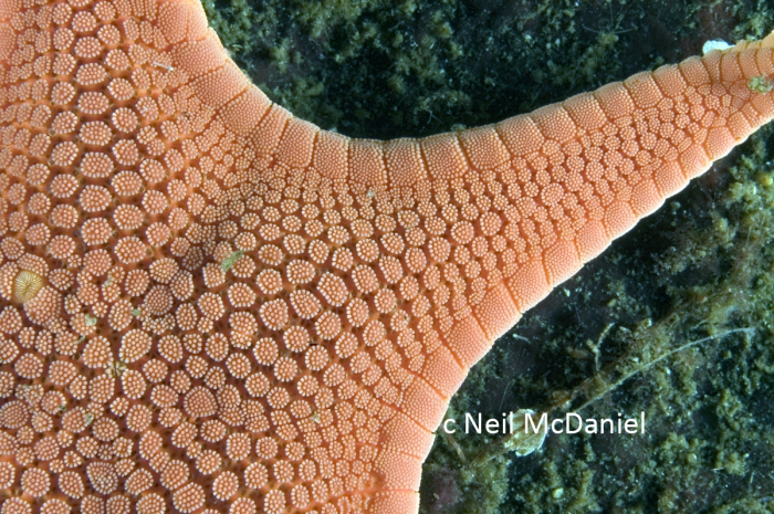 Mediaster aequalis Mediaster aequalis