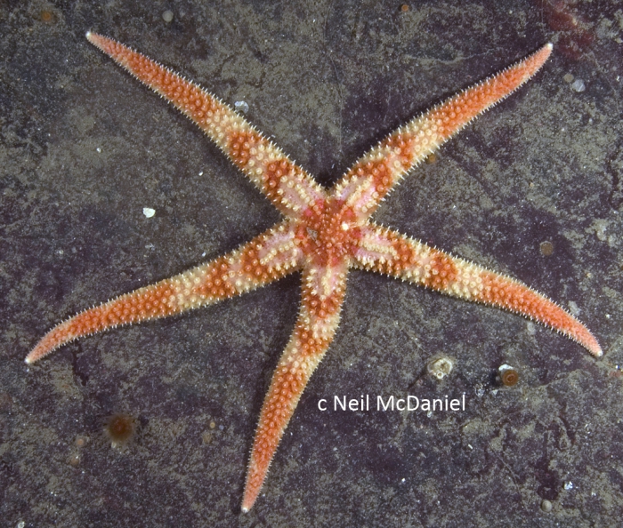 Orthasterias koehleri Orthasterias koehleri