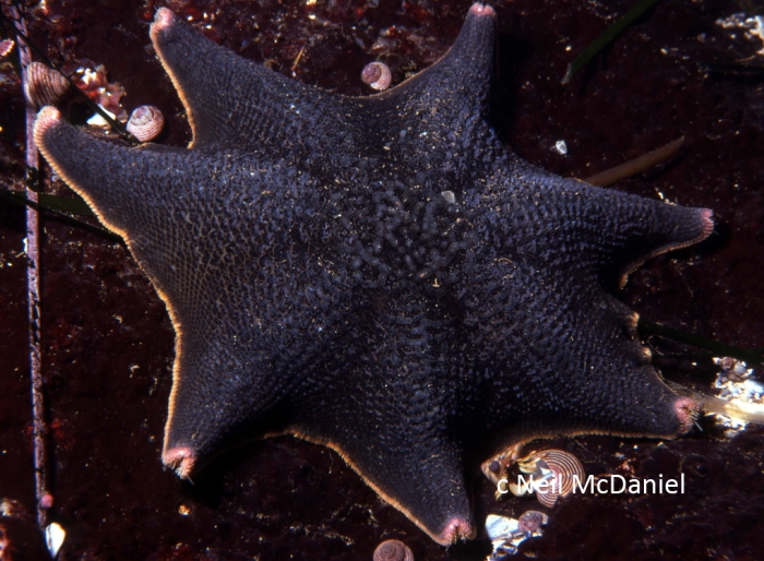 Patiria miniata Patiria miniata