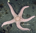 Echinodermata (echinoderms)