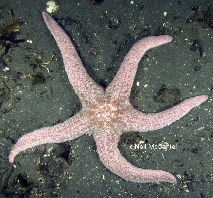 Pisaster brevispinus Pisaster brevispinus