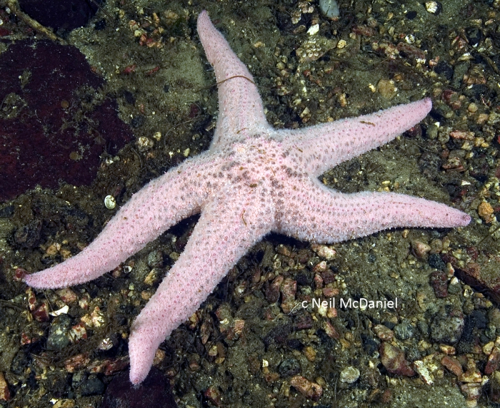 Pisaster brevispinus Pisaster brevispinus