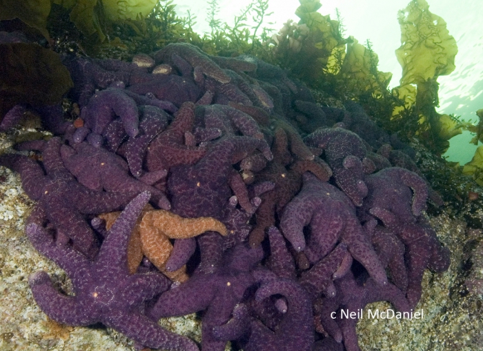 Pisaster ochraceus Pisaster ochraceus