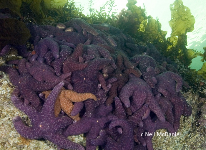 Pisaster ochraceus