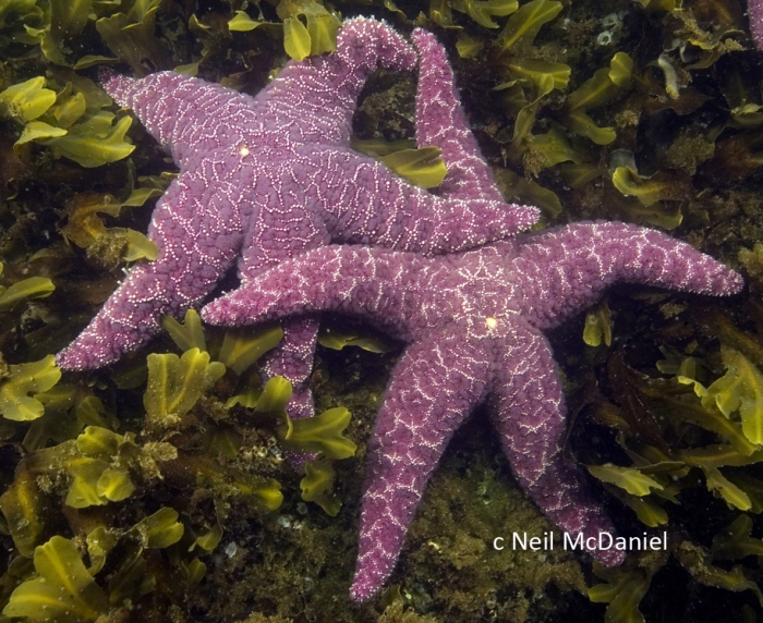 Pisaster ochraceus