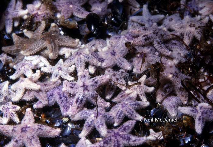 Pisaster ochraceus Pisaster ochraceus