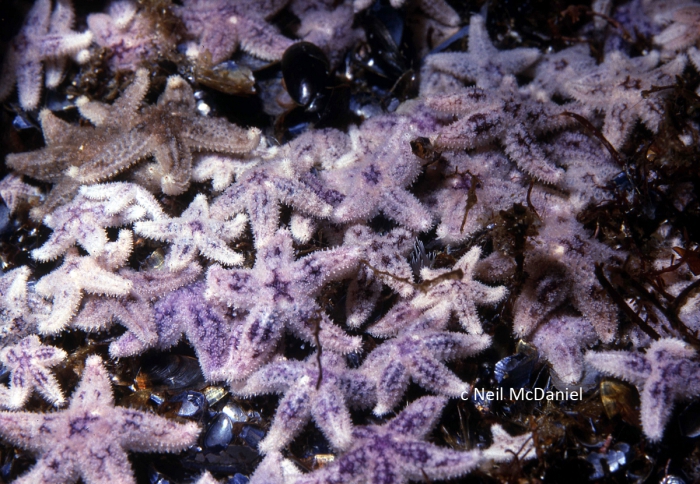 Pisaster ochraceus