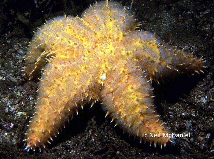 Poraniopsis inflata Poraniopsis inflata