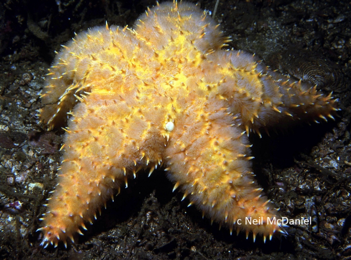 Poraniopsis inflata