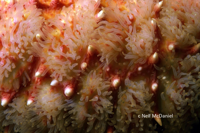 Poraniopsis inflata Poraniopsis inflata