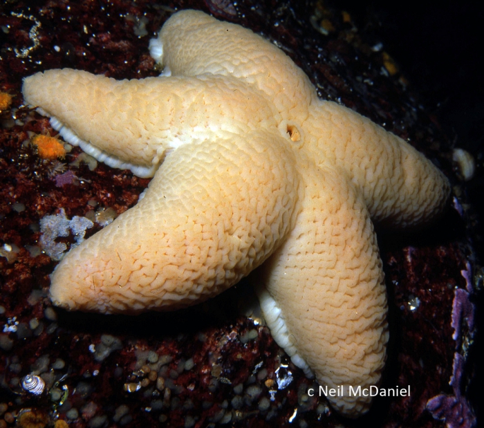 Pteraster militaris Pteraster militaris