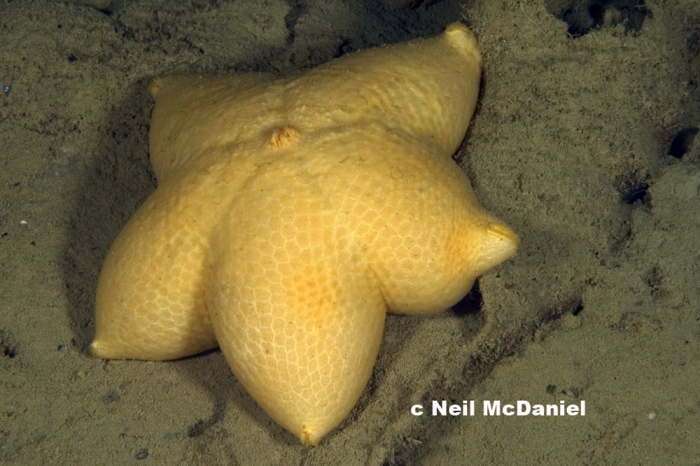 Pteraster tesselatus Pteraster tesselatus