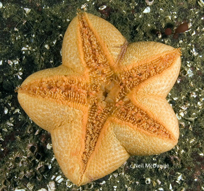Pteraster tesselatus Pteraster tesselatus