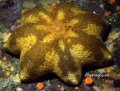 Echinodermata (echinoderms)